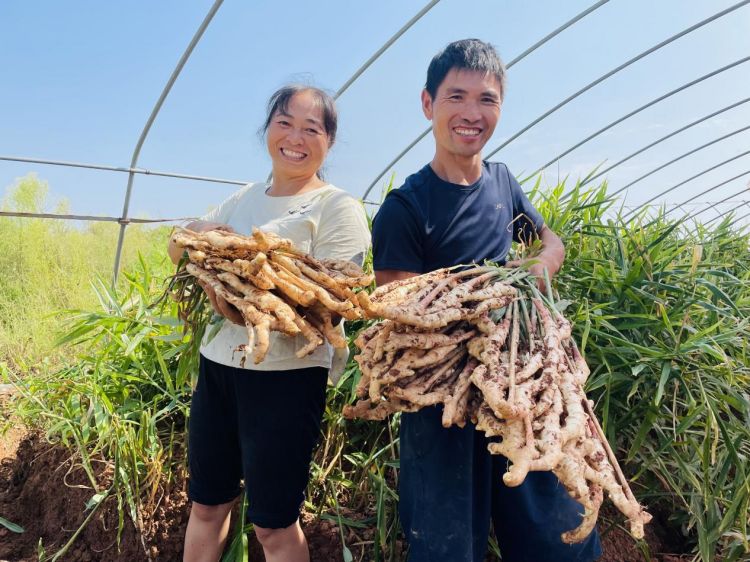 仔姜大获丰收，黄朝容与爱人露出了甜蜜的笑容.jpg